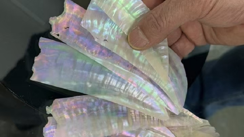 Shell material display